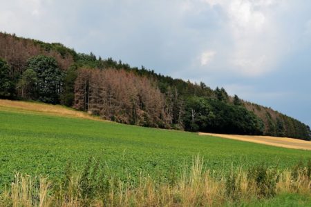 Land stockt Mittel für Wiederbewaldung und Schadensbewältigung im Wald auf